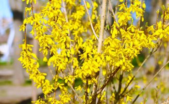 Az aranyfa vagy aranycserje (Forsythia) ültetése, gondozása, szaporítása