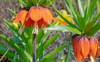 A császárkorona vagy császárliliom (Fritillaria imperialis) ültetése, gondozása, szaporítása