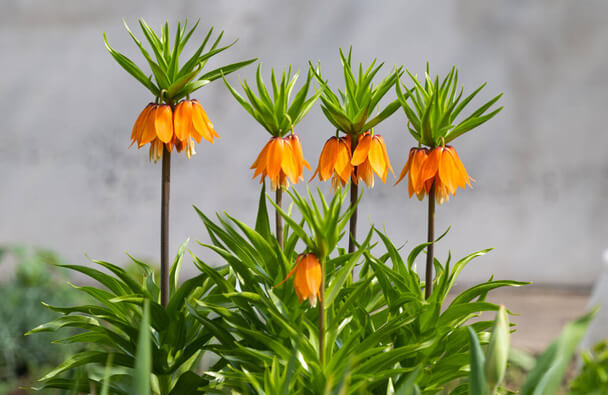 A császárkorona vagy császárliliom (Fritillaria imperialis) ültetése, gondozása, szaporítása