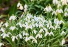 A pompás hóvirág (Galanthus elwesii) ültetése, gondozása, szaporítása