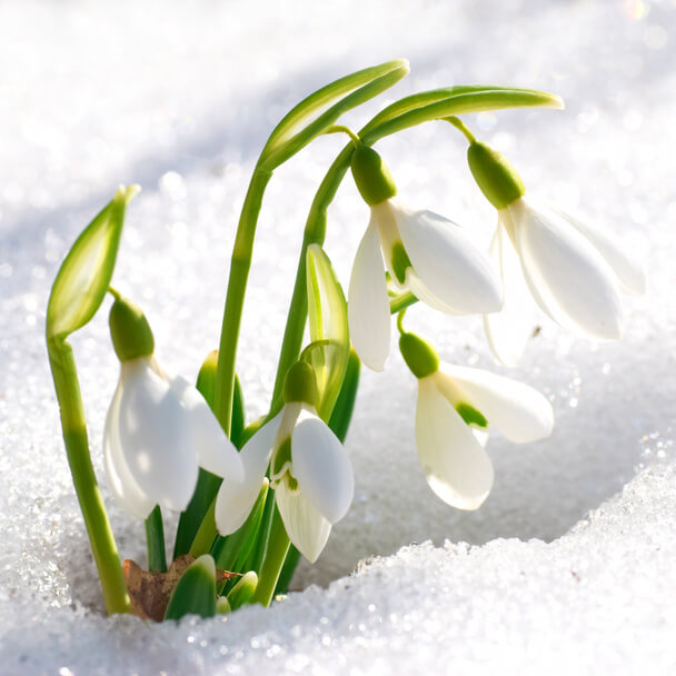 A pompás hóvirág (Galanthus elwesii) ültetése, gondozása, szaporítása