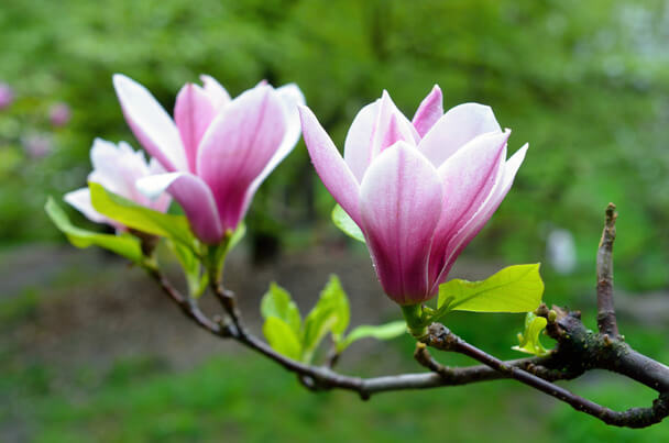 A liliomfa vagy magnólia (Magnolia) ültetése, gondozása, szaporítása
