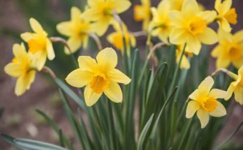 A nárcisz (Narcissus) ültetése, gondozása, szaporítása