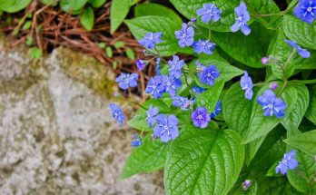 A tavaszi békaszem (Omphalodes verna) ültetése, gondozása, szaporítása