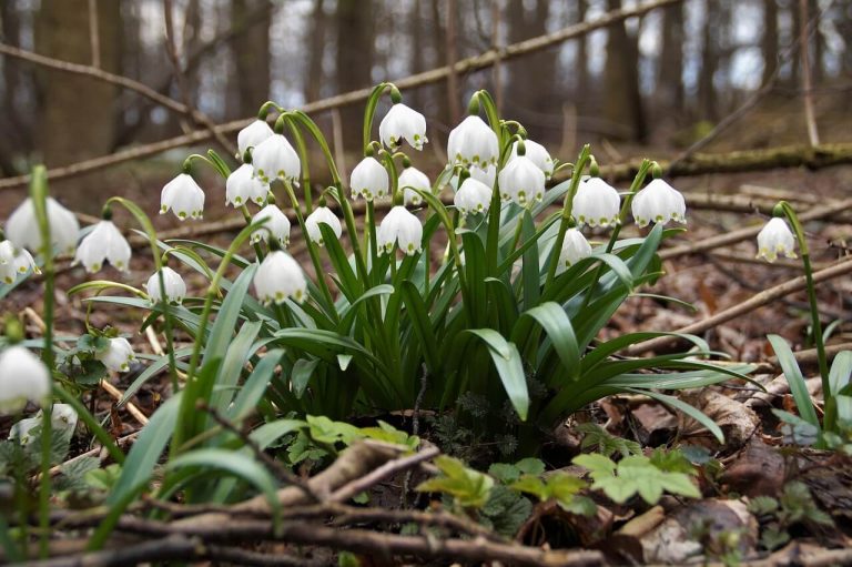 A tavaszi tőzike (Leucojum vernum) ültetése, gondozása, szaporítása