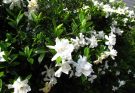 A gardénia (Gardenia jasminoides) ültetése, gondozása, szaporítása