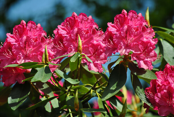 A havasszépe (Rhododendron) ültetése, gondozása, szaporítása