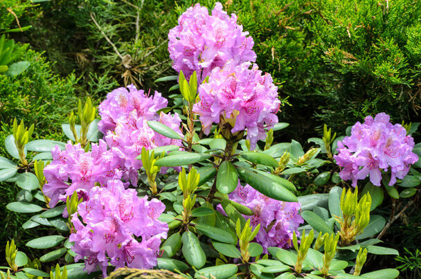 A havasszépe (Rhododendron) ültetése, gondozása, szaporítása
