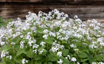 A holdviola (Lunaria) ültetése, gondozása, szaporítása