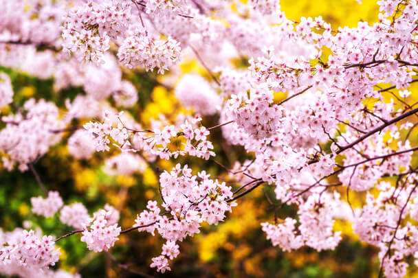 A japáncseresznye (Prunus serrulata) ültetése, gondozása, szaporítása 