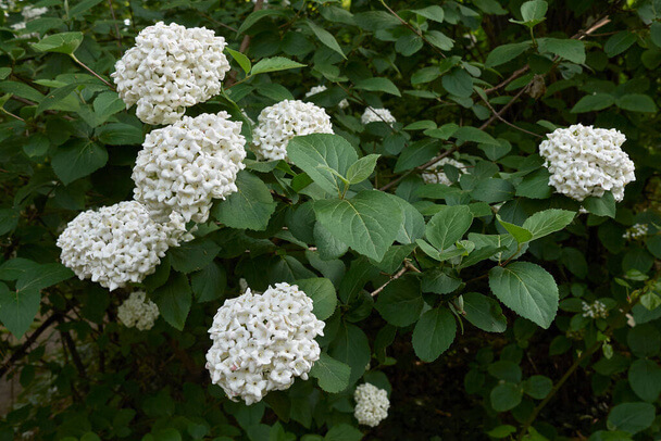 A labdarózsa (Viburnum opulus ‘Roseum’) ültetése, gondozása, szaporítása