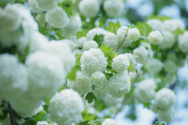 A labdarózsa (Viburnum opulus ‘Roseum’) ültetése, gondozása, szaporítása