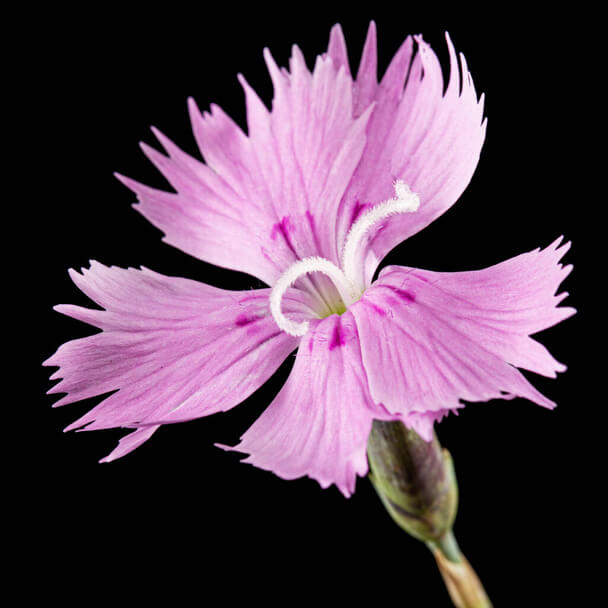 A tollas szegfű, német szegfű (Dianthus plumarius) ültetése, gondozása, szaporítása