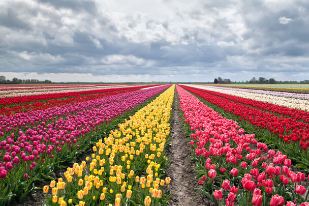 A tulipán (Tulipa) ültetése, gondozása, szaporítása