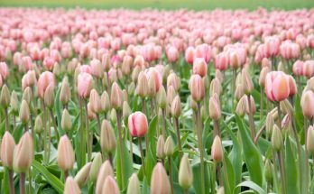 A tulipán (Tulipa) ültetése, gondozása, szaporítása