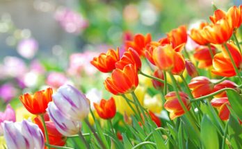 A tulipán (Tulipa) ültetése, gondozása, szaporítása