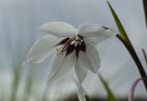 Abesszín kardvirág (Gladiolus murielae) ültetése, gondozása, szaporítása