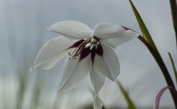 Abesszín kardvirág (Gladiolus murielae) ültetése, gondozása, szaporítása
