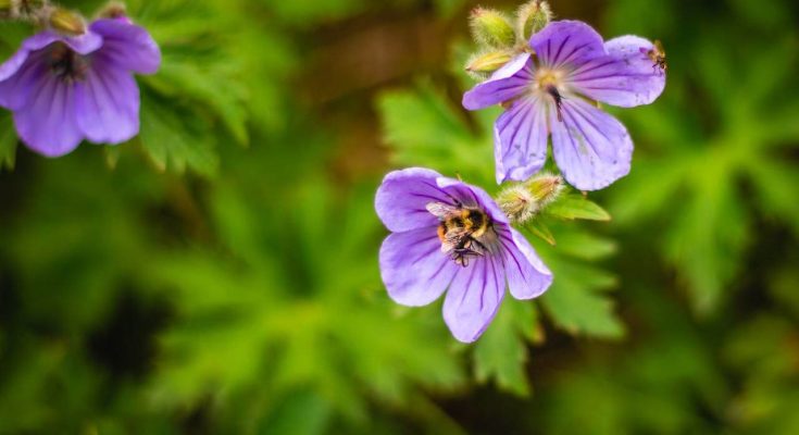 13 növény, amivel megidézhetjük az angol kerteket