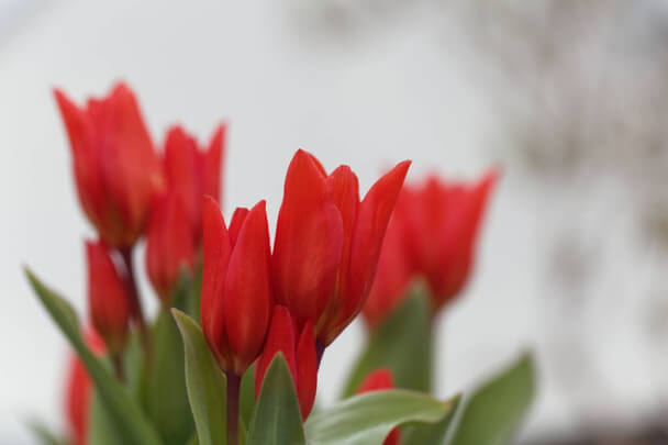 Ágas tulipán (Tulipa praestans) ültetése, gondozása, szaporítása, betegségei