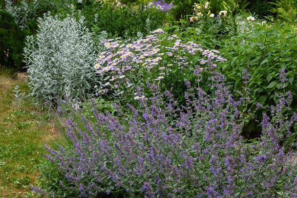 A kerti macskamenta (Nepeta fassenii) ültetése, gondozása, szaporítása