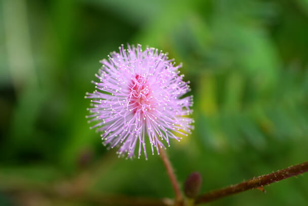 Szemérmes Mimóza (Mimosa pudica) ültetése, gondozása, szaporítása