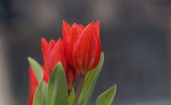Ágas tulipán (Tulipa praestans) ültetése, gondozása, szaporítása, betegségei