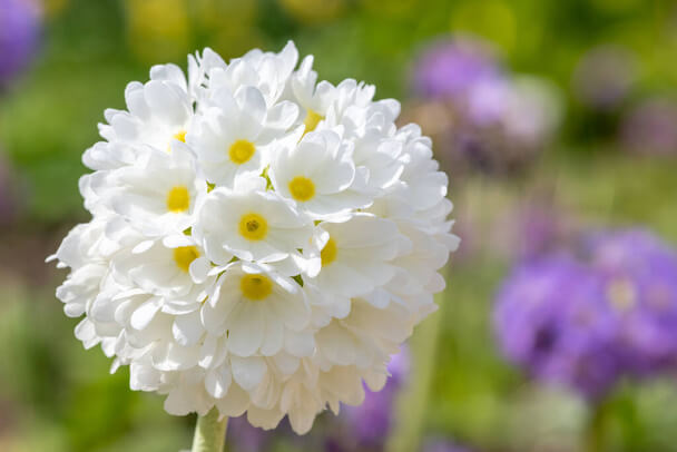 Gömbös Kankalin (Primula denticulata) ültetése, gondozása, szaporítása