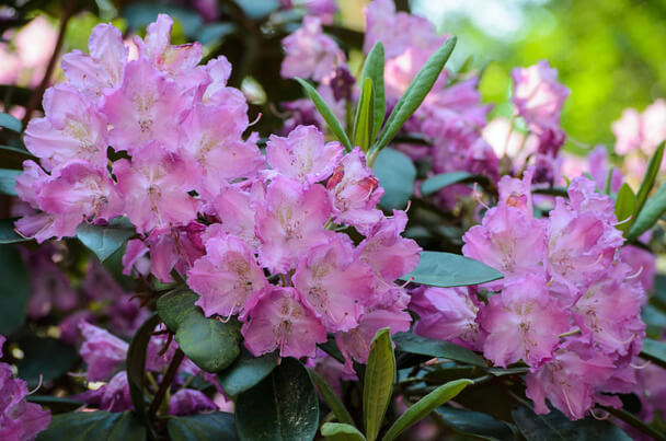 Azálea (Rhododendron sp.) ültetése, gondozása, szaporítása