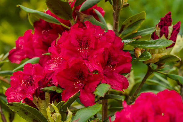 Azálea (Rhododendron sp.) ültetése, gondozása, szaporítása