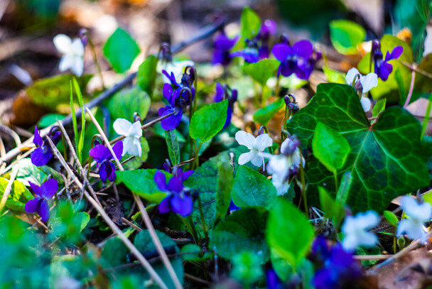 Az illatos ibolya (Viola odorata) ültetése, gondozása, szaporítása