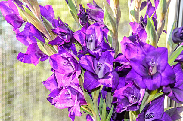 Kardvirág (Gladiolus) ültetése, gondozása, szaporítása