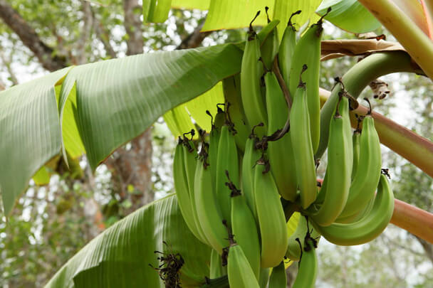 Banánfa (Musa Basjoo) ültetése, gondozása, szaporítása