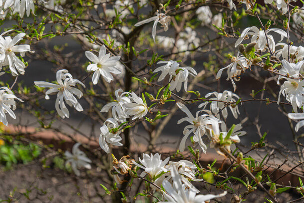 Csillagvirágú liliomfa (Magnolia stellata) ültetése, gondozása, szaporítása