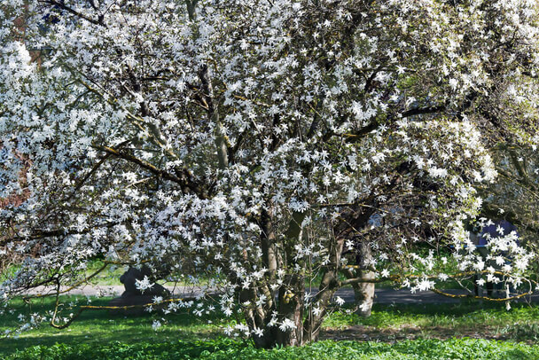 Csillagvirágú liliomfa (Magnolia stellata) ültetése, gondozása, szaporítása