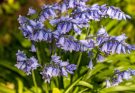 Spanyol Kékcsengő (Hyacinthoides hispanica) ültetése, gondozása, szaporítása