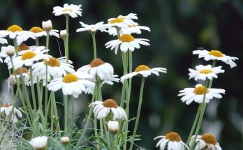 Cserjés margaréta (Argyranthemum frutescens)