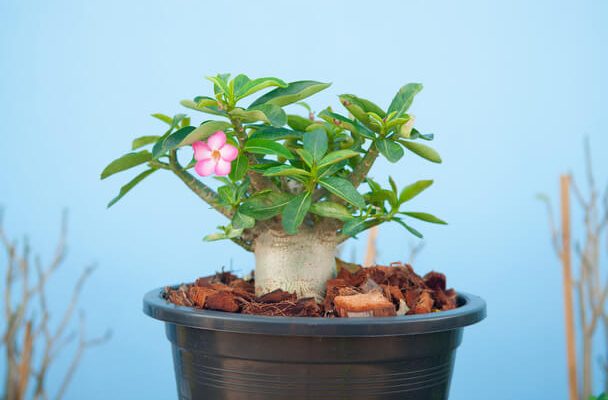 A sivatagi rózsa (Adenium) ültetése, gondozása, szaporítása