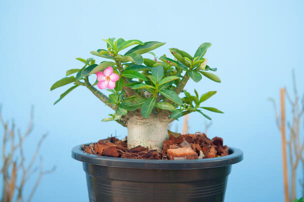 A sivatagi rózsa (Adenium) ültetése, gondozása, szaporítása