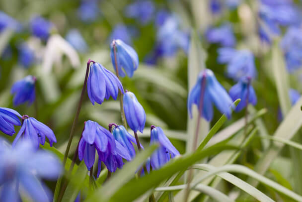 Bókoló csillagvirág (Scilla siberica) ültetése, gondozása, szaporítása