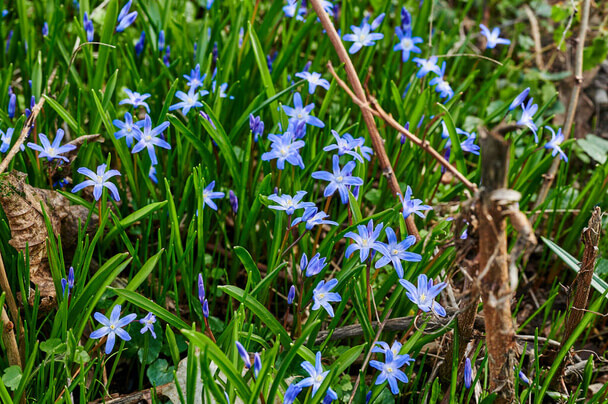 Bókoló csillagvirág (Scilla siberica) ültetése, gondozása, szaporítása