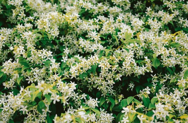 Csillagjázmin (Trachelospermum jasminoides) ültetése, gondozása, szaporítása