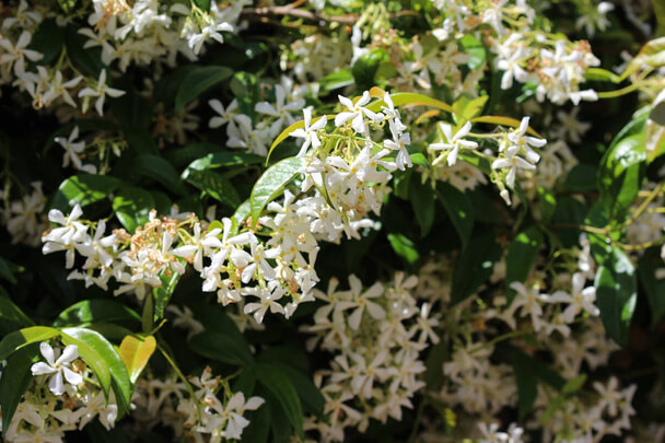 Csillagjázmin (Trachelospermum jasminoides) ültetése, gondozása, szaporítása