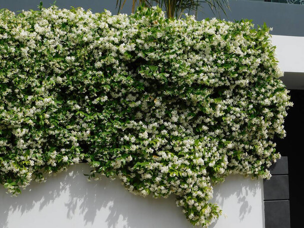 Csillagjázmin (Trachelospermum jasminoides) ültetése, gondozása, szaporítása