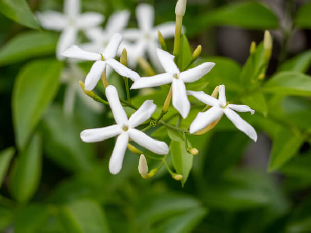 Csillagjázmin (Trachelospermum jasminoides) ültetése, gondozása, szaporítása