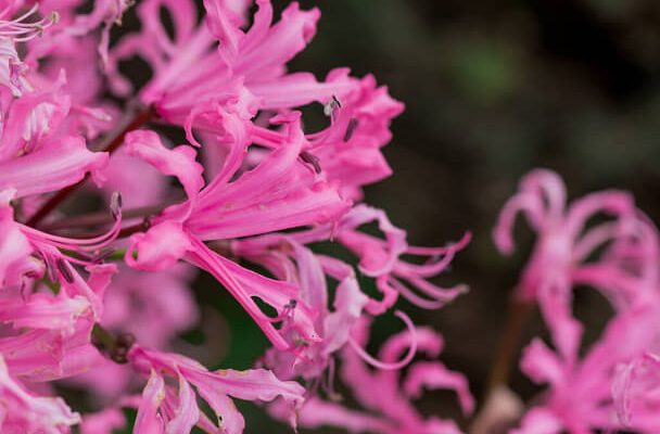 Csillogó Pirosliliom (Nerine bowdenii) ültetése, gondozása, szaporítása