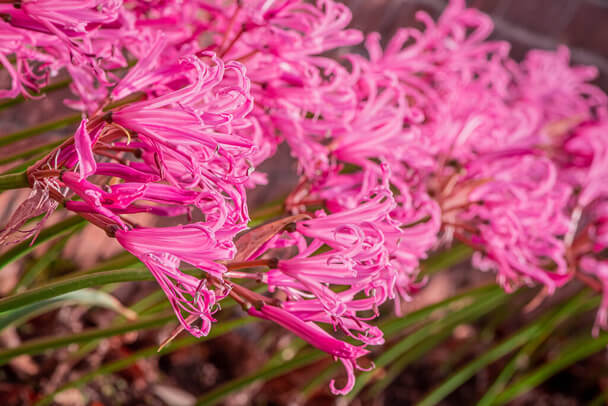 Csillogó Pirosliliom (Nerine bowdenii) ültetése, gondozása, szaporítása