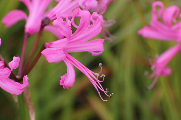 Csillogó Pirosliliom (Nerine bowdenii) ültetése, gondozása, szaporítása