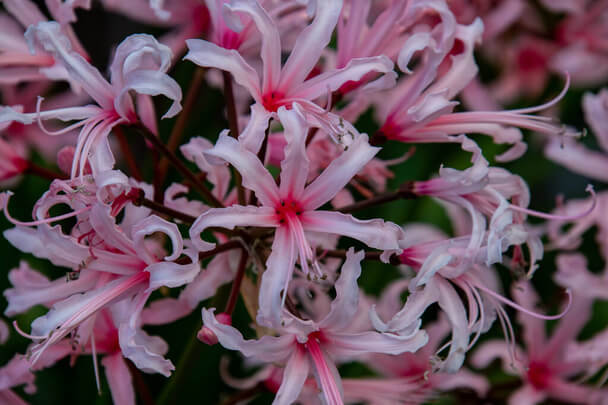 Csillogó Pirosliliom (Nerine bowdenii) ültetése, gondozása, szaporítása