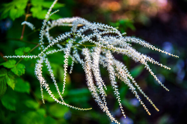 Erdei tündérfürt (Aruncus dioicus) ültetése, gondozása, szaporítása